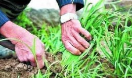 爆料假割韭菜视频大全最新,最新爆料假割韭菜视频大盘点