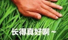 爆料假割韭菜视频大全最新,最新爆料假割韭菜视频大盘点