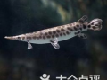 鳄雀鳝最新爆料图片视频,最新图片视频揭秘神秘生物